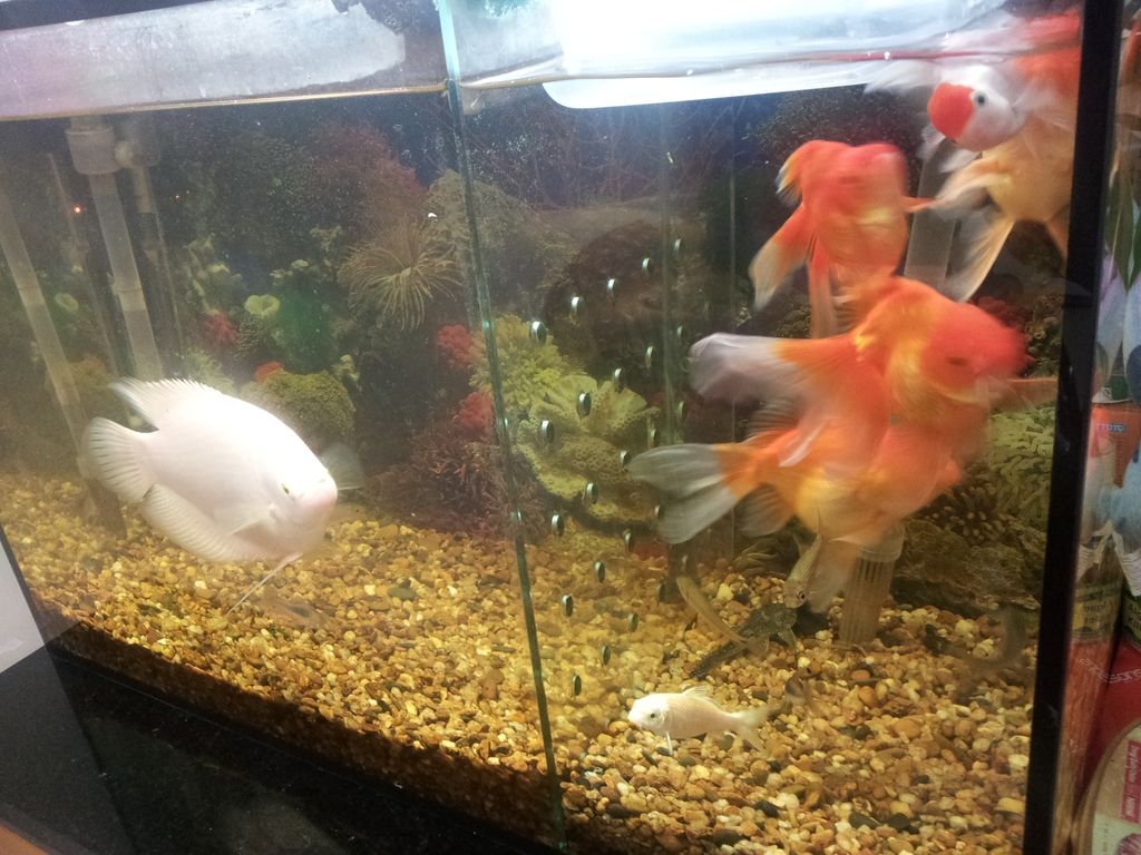 養金魚 有無養金魚巴打教下我呢個新手 學術台 香港高登討論區