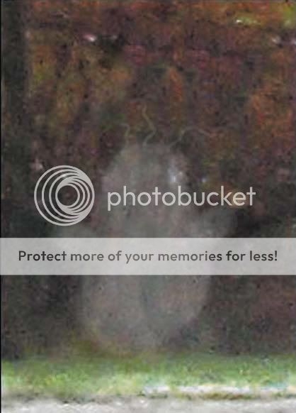 未確認生命體 鬼相 疑是堅的鬼photo 吹水台 香港高登討論區