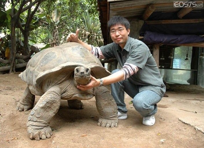 格鬥 象龜會唔會係陸上防禦力最強既動物 創意台 香港高登討論區