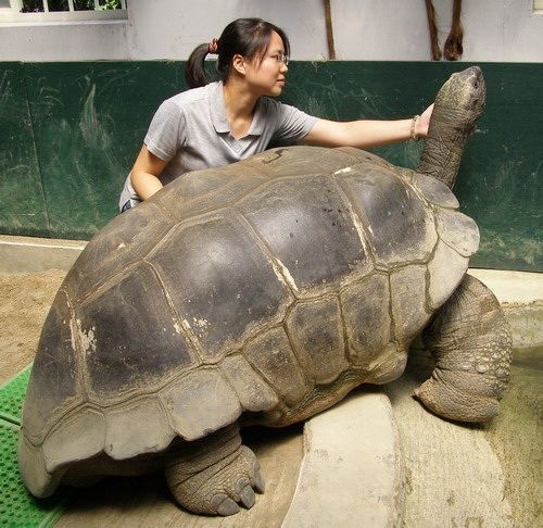 格鬥 象龜會唔會係陸上防禦力最強既動物 創意台 香港高登討論區