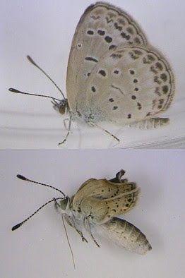 福島核洩後日本各地出現的奇形生物 時事台 香港高登討論區 福島核洩後日本各地出現的奇形生物 時事台 香港高登討論區