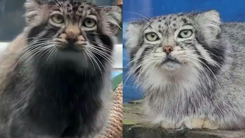網紅兔猻「猻尚香」病亡 一家都是「明星」配偶、女兒均已死 - 時事台 - 香港高登討論區