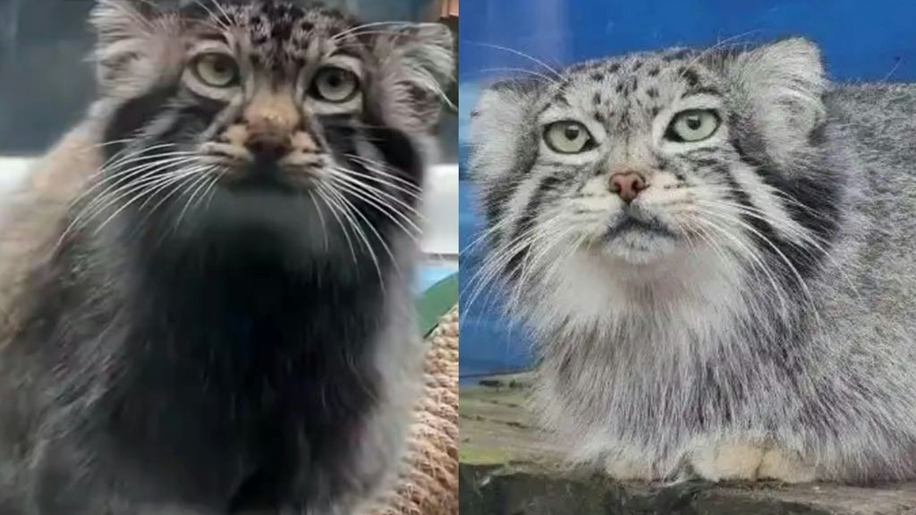 網紅兔猻「猻尚香」病亡 一家都是「明星」配偶、女兒均已死 - 時事台 - 香港高登討論區