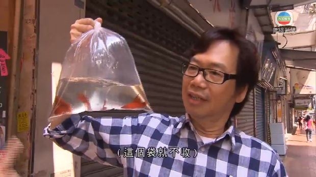 ok仔隻彭健新去左邊??? - 娛樂台 - 香港高登討論區
