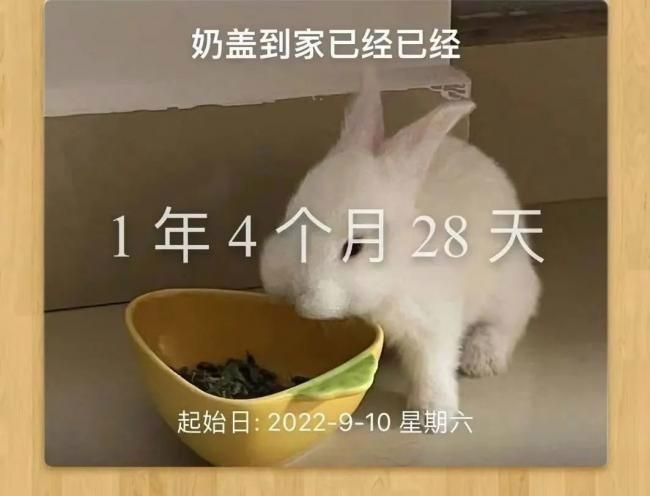 [點拆?]“兔年最後一天，家人把我的兔子殺了。” - 時事台 - 香港高登討論區
